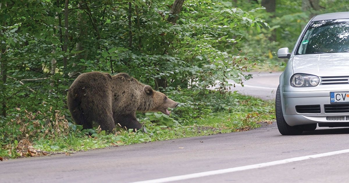 Környezetvédelmi miniszter: növelni kell a medvék etetéséért járó bírságot